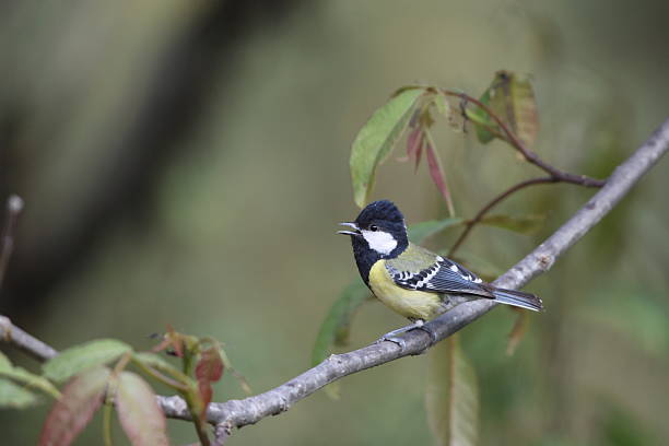 istock The green-backed tit (Parus monticolus) in North India 2218341064