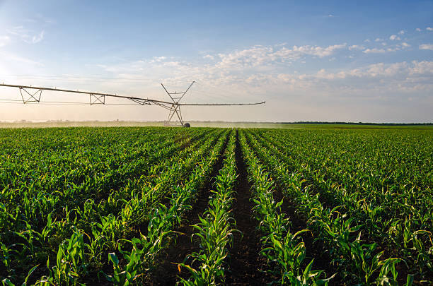 Agricultural irrigation system watering corn field on a sunny summer day.