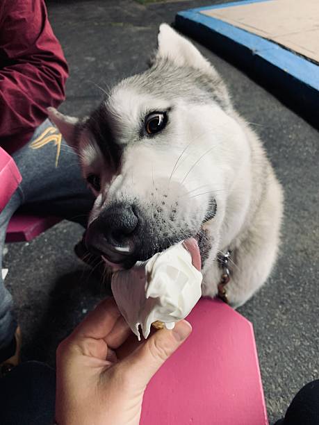 istock Beautiful husky dog 2218342286