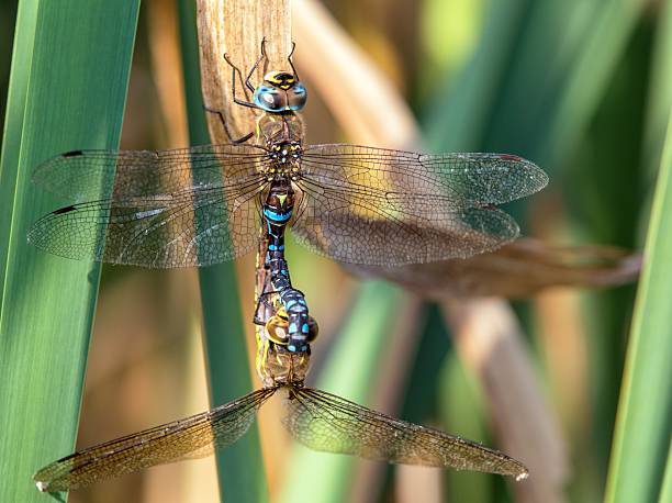 istock Migrant hawker dragonfly in latin Aeshna mixta 2218342356