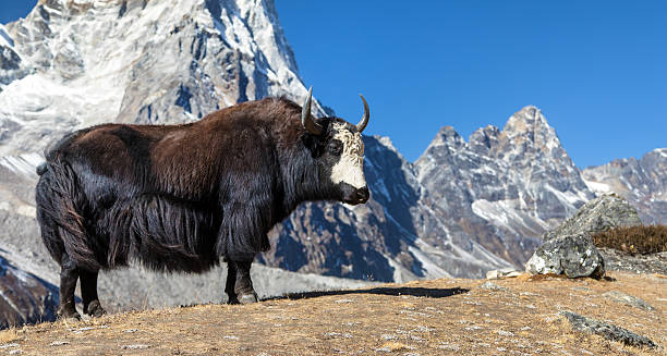 istock black and white yak or dzo way to Everest base camp 2218342454