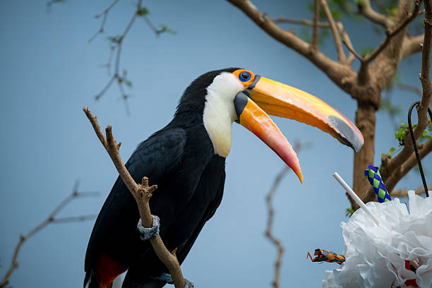 Colorful toucan perched on branch near decorative objects in nature habitat