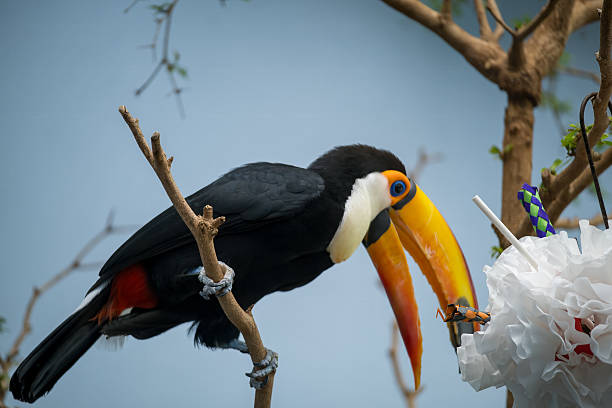 A striking Toco Toucan with its iconic oversized orange beak perches on a tree branch, showcasing the vivid colors and unique features of this tropical bird. Native to South America, the toucan symbolizes the rich biodiversity of the rainforest.
