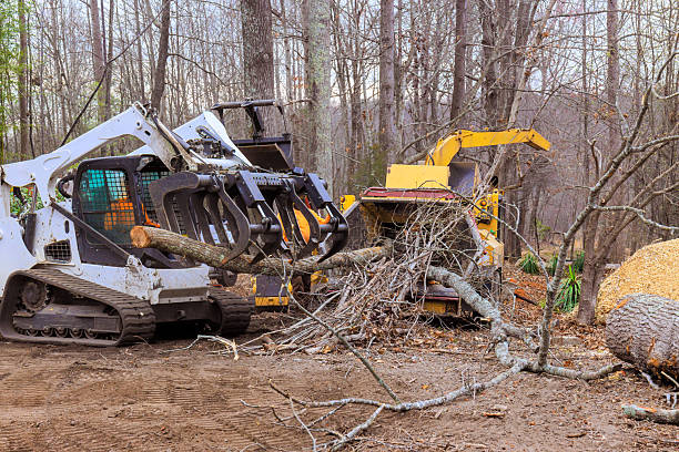 istock Machines clear fallen trees in wooded area during early spring, preparing landscape for improvements restoration 2218346622