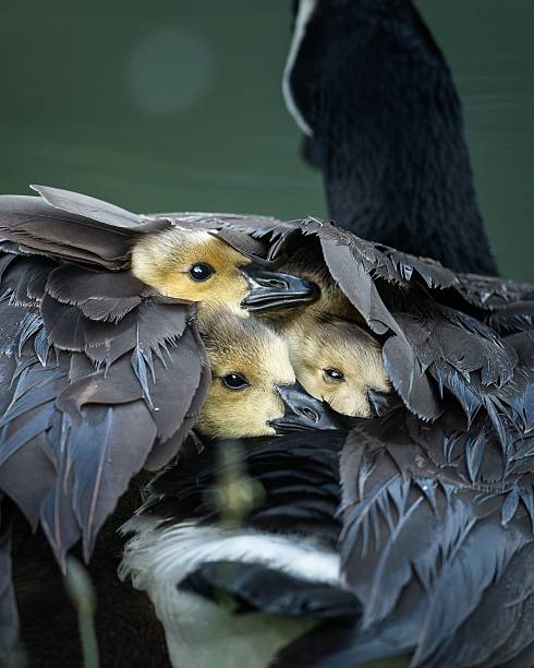 Goslings nestled under feathers