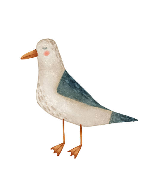 This lovely seagull illustration is ideal for coastalthemed designs as well as natureinspired concepts. Hand drawn object isolated on a white background.