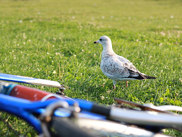 A seagull looking for a food