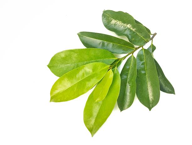 istock Fresh green soursop leaves isolated on the white background 2218349763