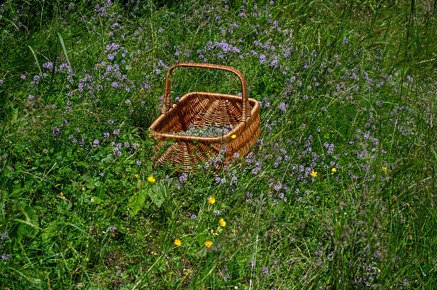 Wild thyme (Thymus serpyllum) also known as Breckland thyme or Creeping thyme in the wicker basket.