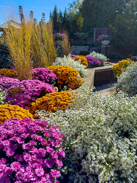 Chrysanthemums and ornamental grass in a fall flowerbed