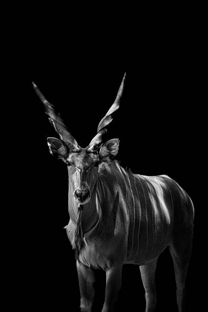 istock Taurotragus Oryx 2218351751