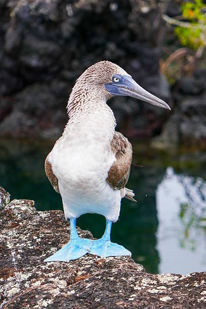 istock Blue-footed booby (Sula nebouxii) stands on volcanic rocks in the Galapagos Islands 2218352396