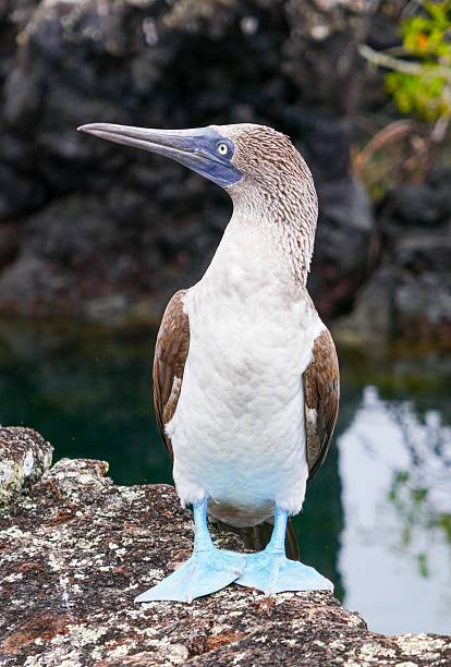 istock Blue-footed booby (Sula nebouxii) stands on volcanic rocks in the Galapagos Islands 2218352406
