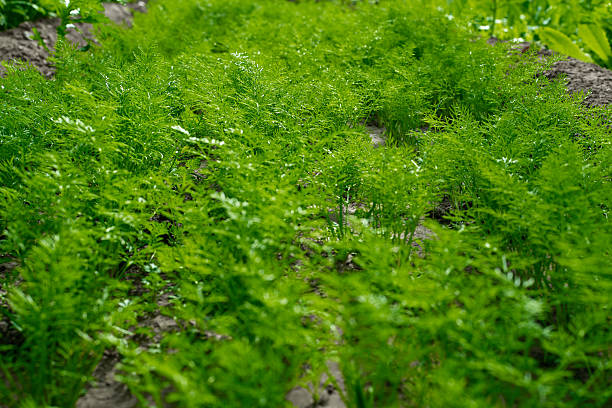 Green Plants Growing Lushly in a Garden Environment