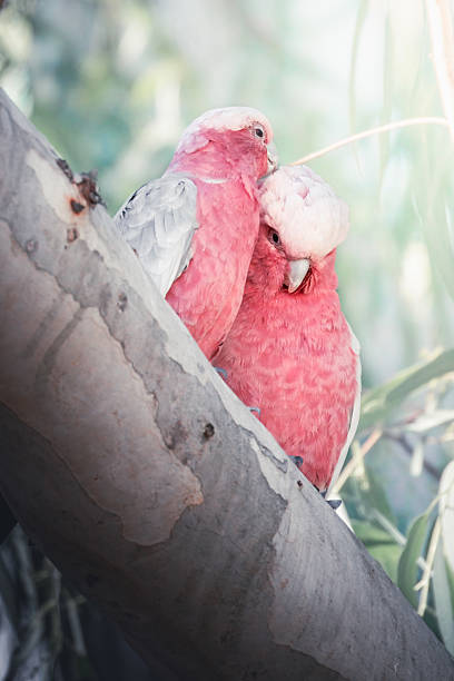 Two Pink Galahs in the Adelaide Hills