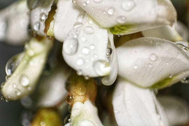 water droplets on small white flowers