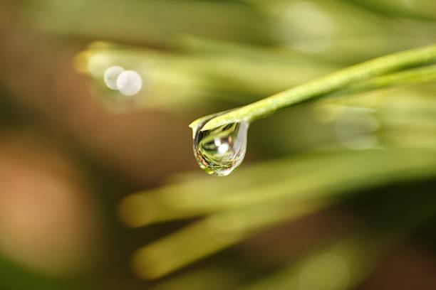 Water drop hanging from a pine needle point against a clean white background