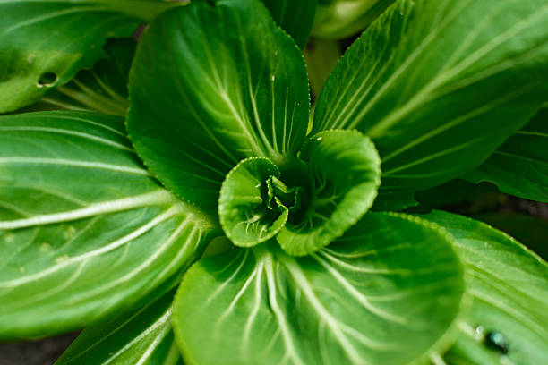 Fresh Bok Choy Growing with Detailed Green Leaf Texture