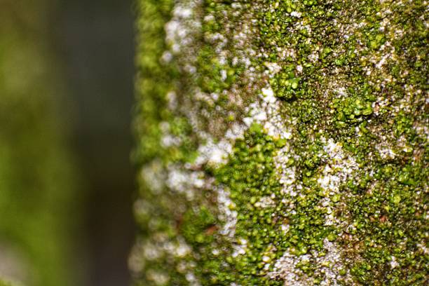 green moss and patches of light-colored lichen.
