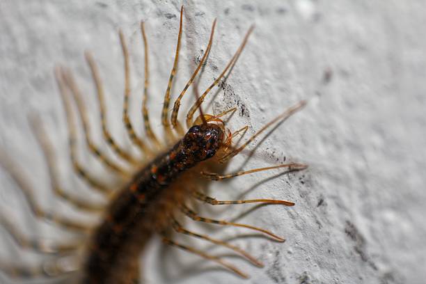 Close-up of a House Centipede (Scutigera coleoptrata).