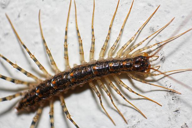 istock Close-up of a House Centipede (Scutigera coleoptrata). 2218358753