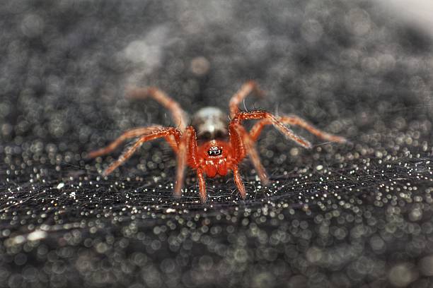 istock Close-up of a red spider on a dark, textured surface. 2218358794