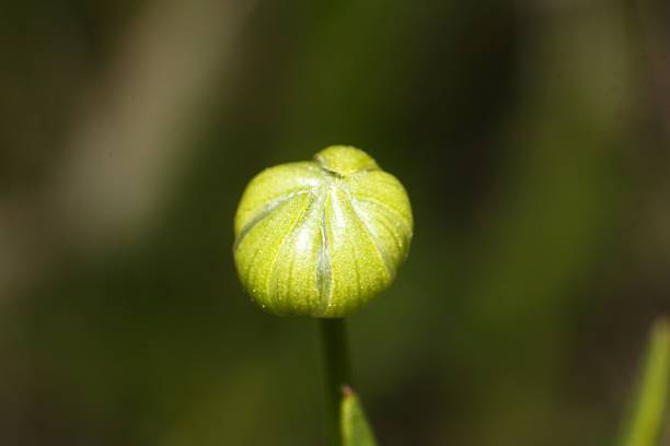 Macro of a young flower bud, potentially of Coreopsis pubescens or Silphium asteriscus. Plant development.