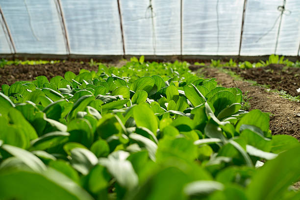 Young Plants Growing in a Greenhouse Perspective View