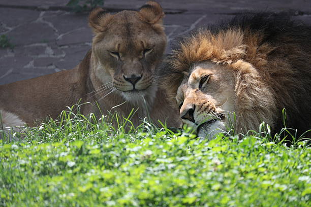 istock Almaty Zoo Park 2218361439