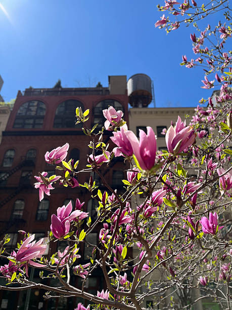 istock Pink magnolia tree in full bloom in the city 2218363242