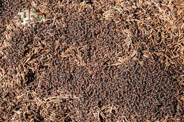 istock large forest anthill with ants close up 2218365074