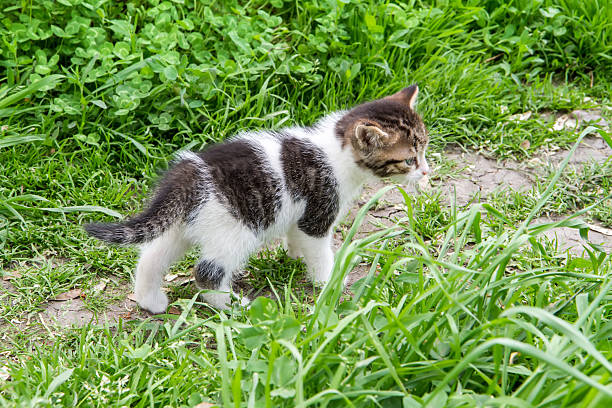 The kitten is walking along the path in the thick grass. Little kitten on a walk in the garden.