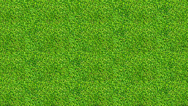 istock Green grass texture for background. Green lawn pattern and texture background. Close-up. 2218367380