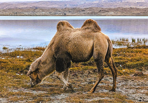 Dromedaries drinking at Wadi Darbat, Taqah (Oman)