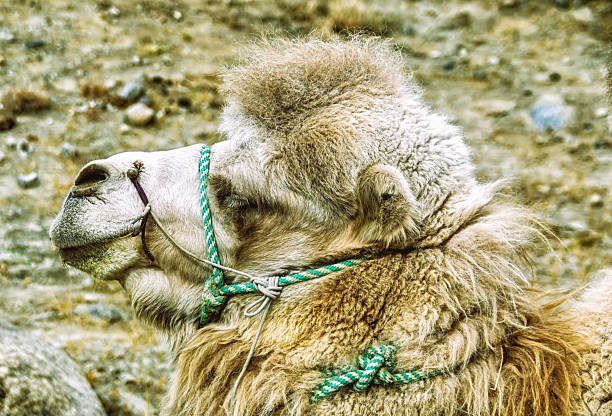 A powerful male Bactrian camel in Mongolia’s Gobi Desert, displaying dominance during mating season. Its wild, rugged appearance resembles a true desert predator. A symbol of resilience and strength.