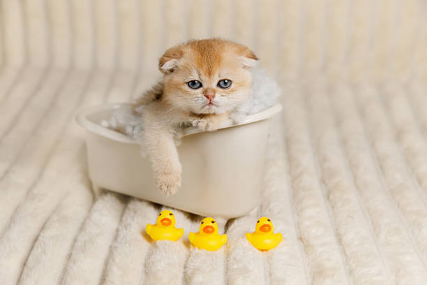 istock Sleepy Scottish Fold Kitten in Toy Bathtub with Rubber Ducks 2218368672
