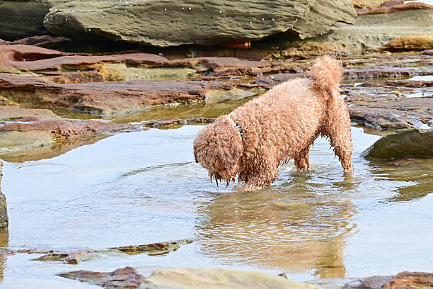 Poodle trying to catch small fish in a rock pool