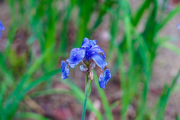 Detailed view of several blue Iris flowers in a garden setting