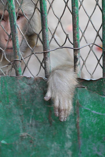 istock Curious Monkey Inside Cage Observing Visitors – Bahawalpur Zoo 2218370539