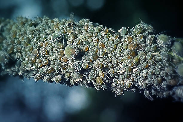 Aphid feeding on cactus flower, closeup with high magnification, this insect can be a pest on plants.