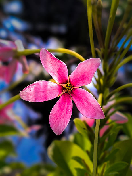 Beautiful Pink Flower