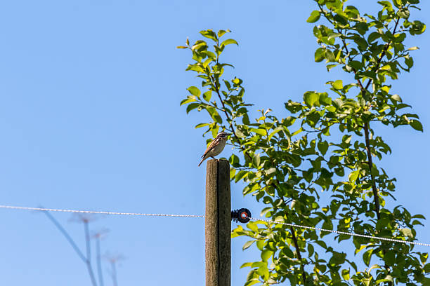 istock Whinchat bird on a wooden pole at a bush 2218376849