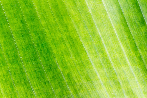 banana leaf texture isolated on white background.