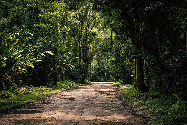 A dirt road cuts through dense Atlantic Forest in Ubatuba, Brazil, creating a tunnel-like effect with its lush green canopy. The surface of the path is damp with puddles, indicating recent rain, and the surrounding vegetation is vibrant and thriving.