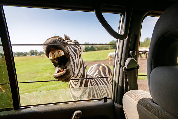 Funny zebra with mouth wide open showing teeth looking through safari vehicle window creating humorous wildlife encounter moment for tourism and adventure concept