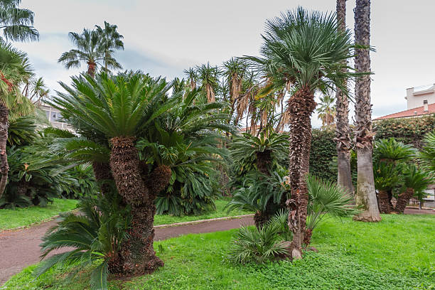 istock Section of public garden with different palms in overcast day 2218380117