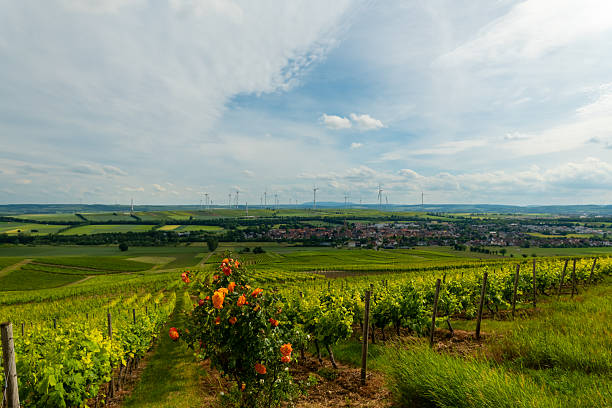 Rows of lush grapevines weave through gentle hills under a dramatic sky, with blooming roses adding bursts of color in the foreground. A tranquil village lies nestled in the distance.
