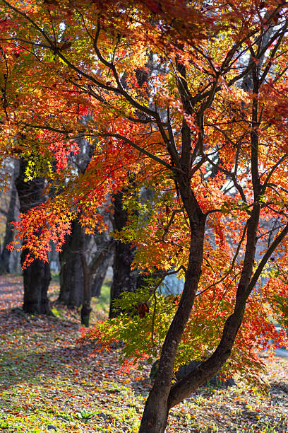 istock Beautiful autumn leaves illuminated by the light 2218380813