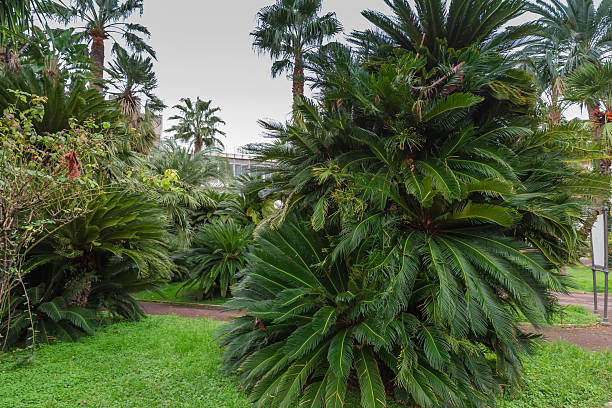 istock Section of public garden with different palms in overcast day 2218381596