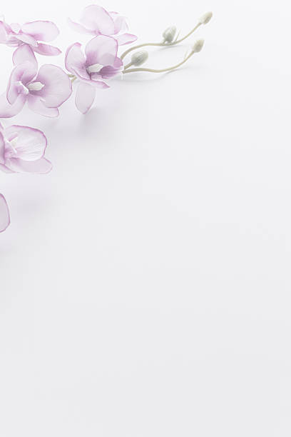 istock Floral mourning postcard. Orchid background material. 2218381624